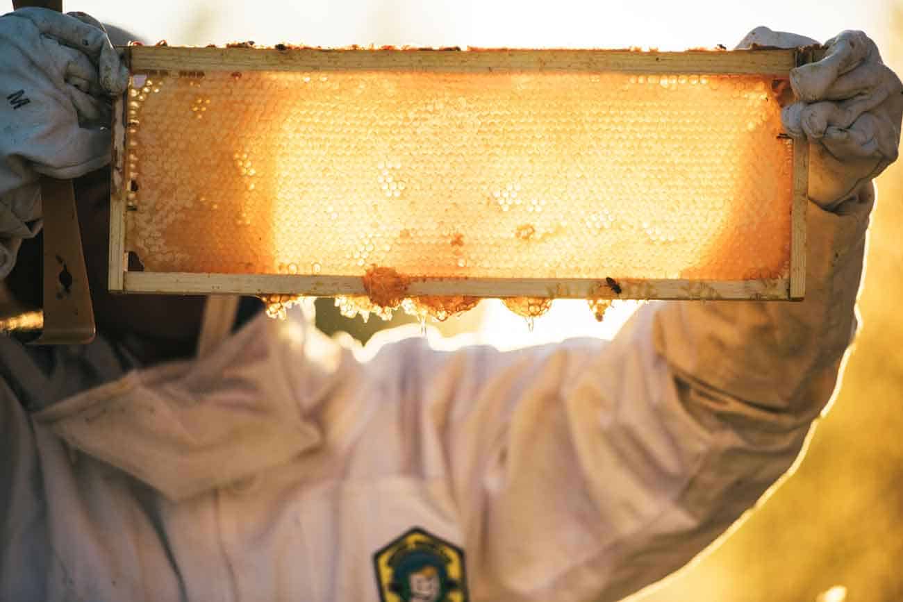 A bee keeper holds a beehive frame dripping with honey in the sunlight.