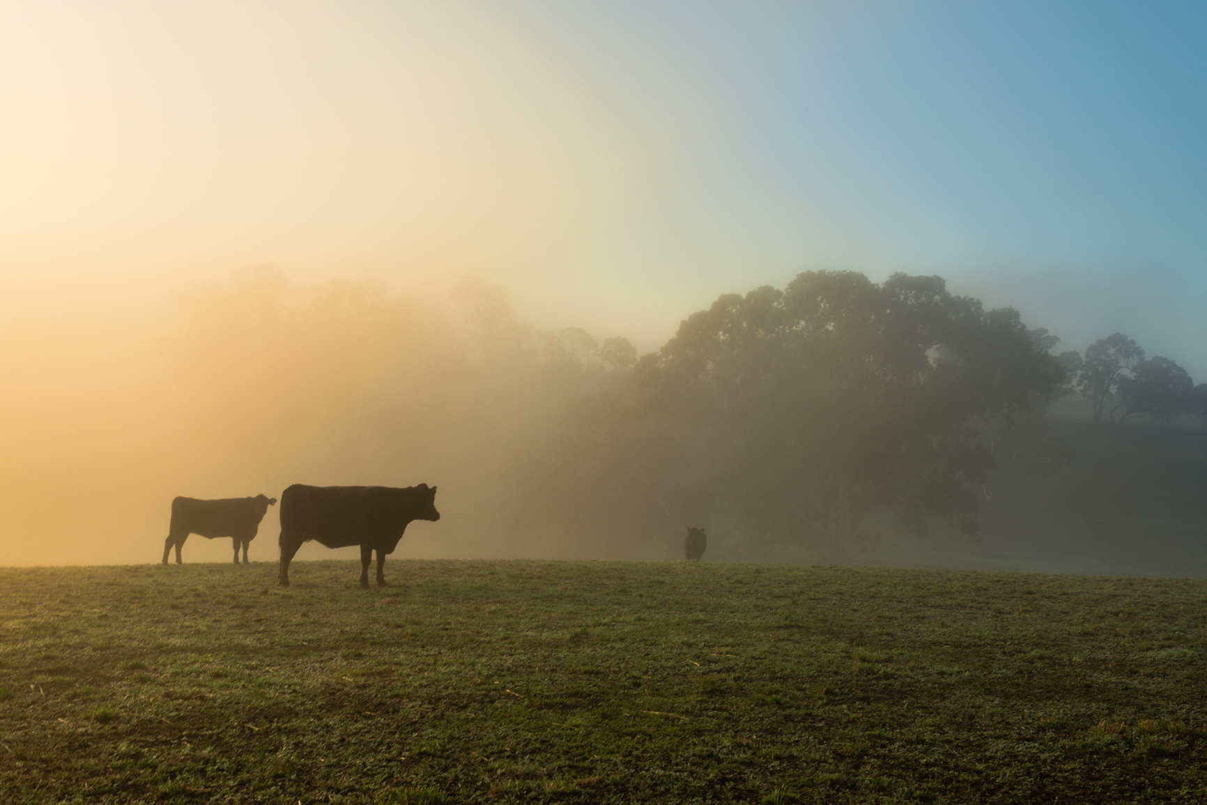 Morning mist on the farm, with cows in silhouette
