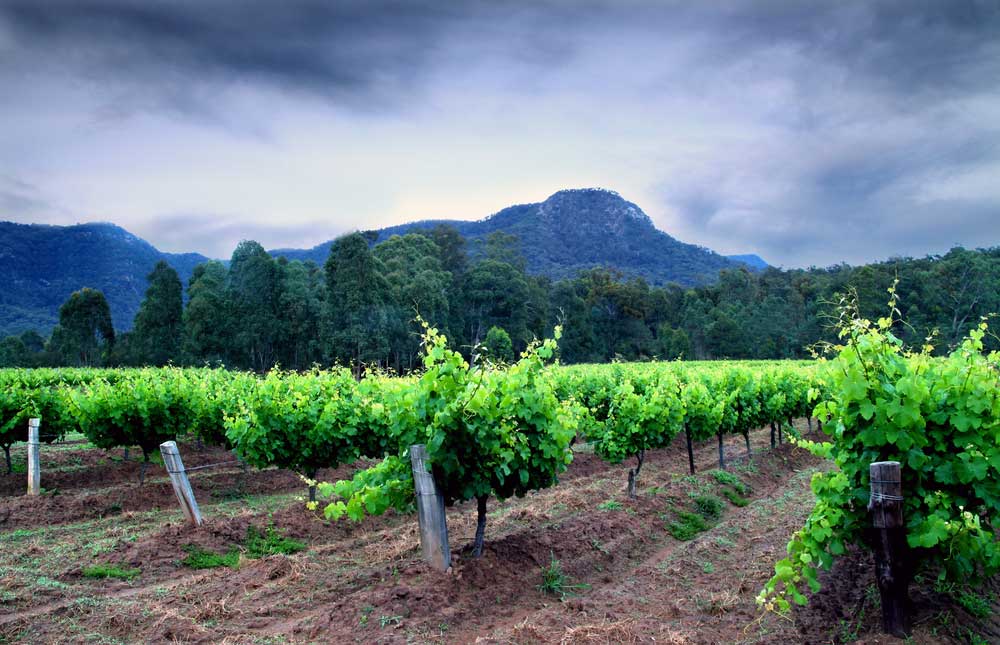Hunter Valley NSW vineyard
