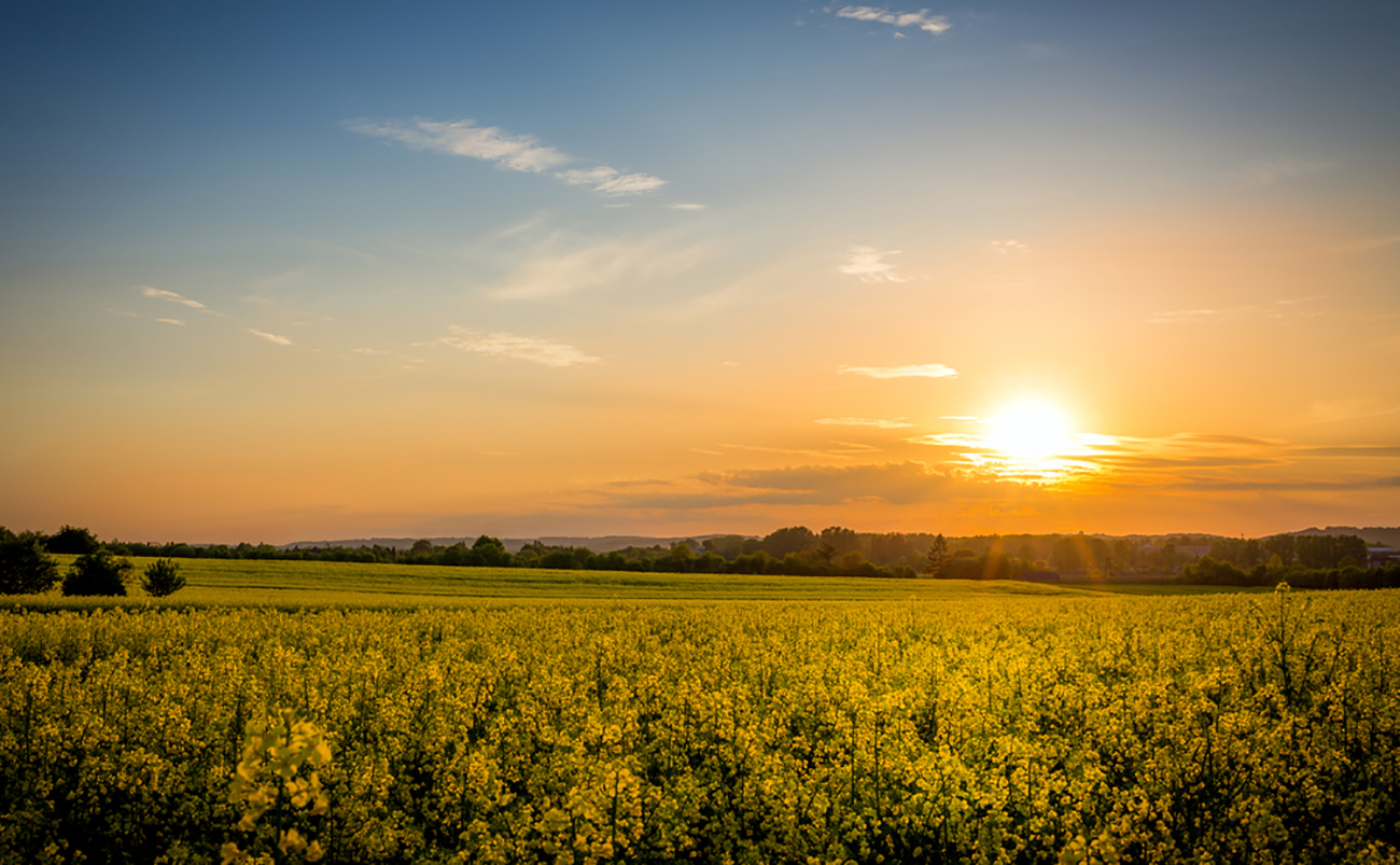 Sunset view of a field of yellow flowers