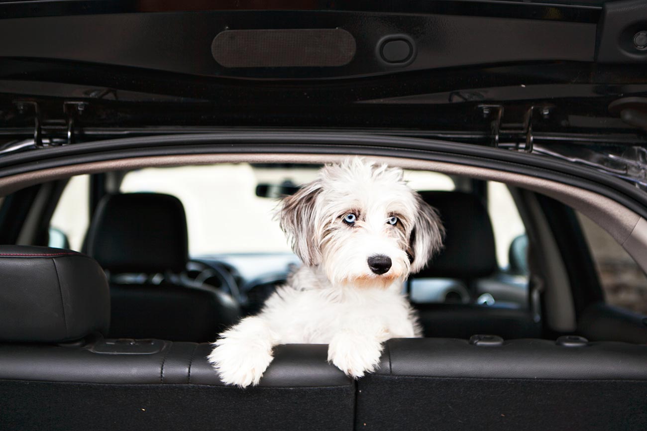White puppy looking out inside a car